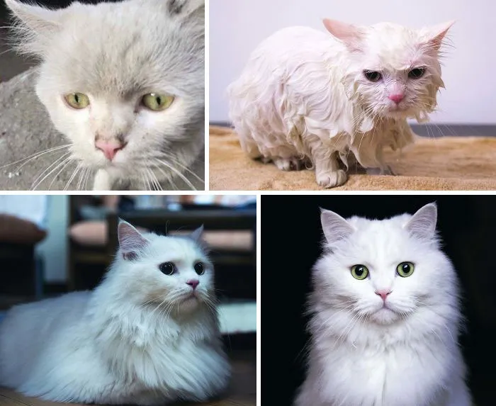 Albus Was Found Abandoned And Starving On The Streets Of Cairo. The Strays Wouldn't Let Him Eat. He's Now Spoilt Rotten And Incredibly Affectionate