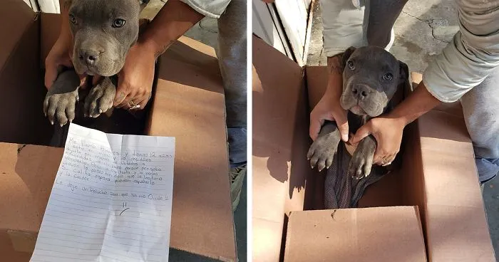 "Here Is A Toy So He Won't Forget Me": Boy Leaves His Helpless Puppy At A Shelter So His Dad Can't Beat It