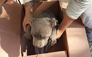 "Here Is A Toy So He Won't Forget Me": Boy Leaves His Helpless Puppy At A Shelter So His Dad Can't Beat It