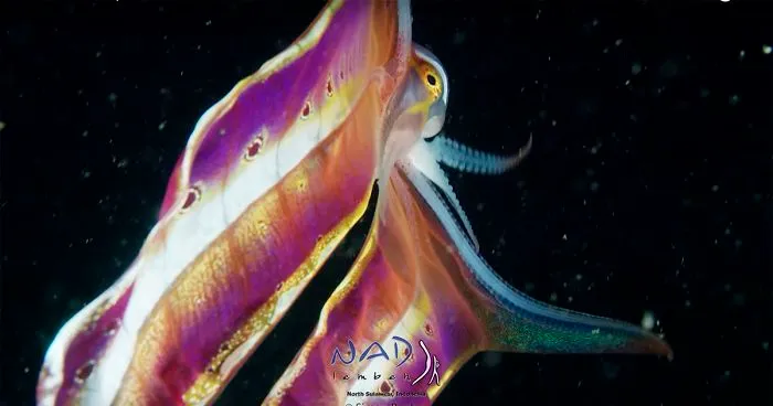 Video Captures A Blanket Octopus Revealing Its 6-Foot-Long Membrane And It Looks Like A Majestic Sea Butterfly