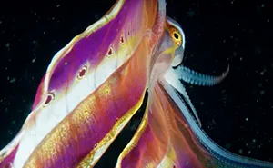 Video Captures A Blanket Octopus Revealing Its 6-Foot-Long Membrane And It Looks Like A Majestic Sea Butterfly