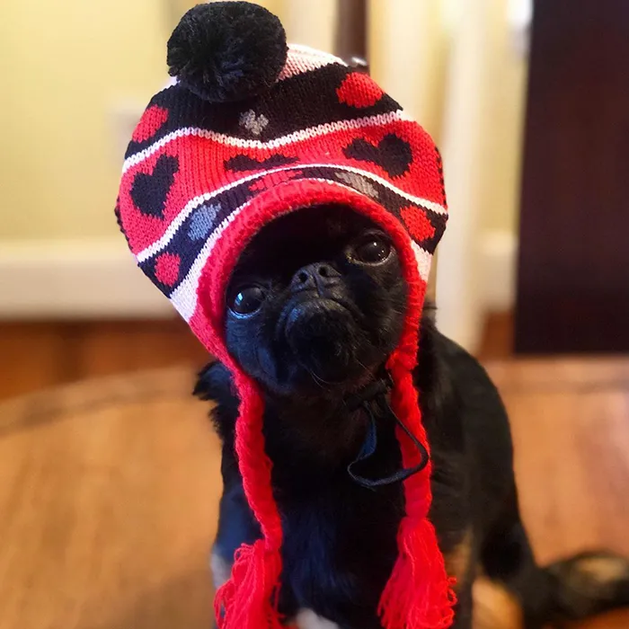 This Dog Has A Permanently Grumpy Face And It Made Him Go Viral (30 Pics)