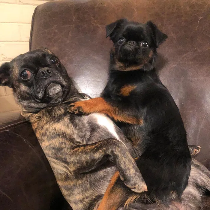 This Dog Has A Permanently Grumpy Face And It Made Him Go Viral (30 Pics)