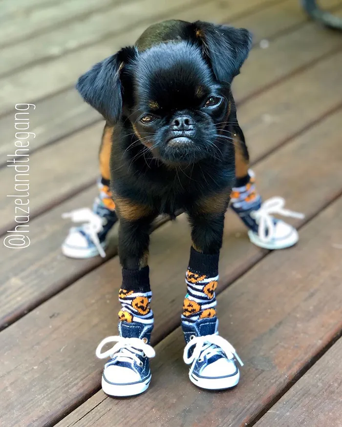 This Dog Has A Permanently Grumpy Face And It Made Him Go Viral (30 Pics)