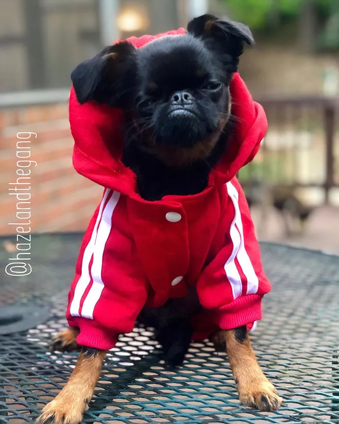 This Dog Has A Permanently Grumpy Face And It Made Him Go Viral (30 Pics)