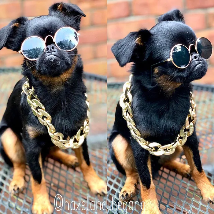 This Dog Has A Permanently Grumpy Face And It Made Him Go Viral (30 Pics)