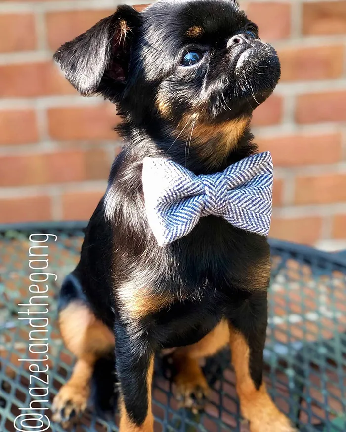 This Dog Has A Permanently Grumpy Face And It Made Him Go Viral (30 Pics)