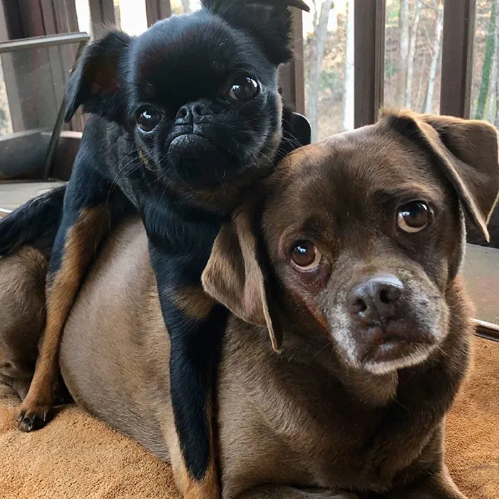 This Dog Has A Permanently Grumpy Face And It Made Him Go Viral (30 Pics)