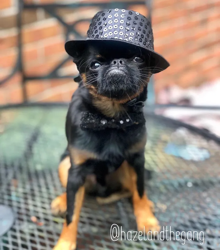 This Dog Has A Permanently Grumpy Face And It Made Him Go Viral (30 Pics)