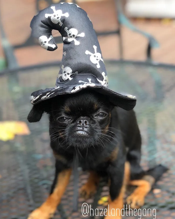 This Dog Has A Permanently Grumpy Face And It Made Him Go Viral (30 Pics)