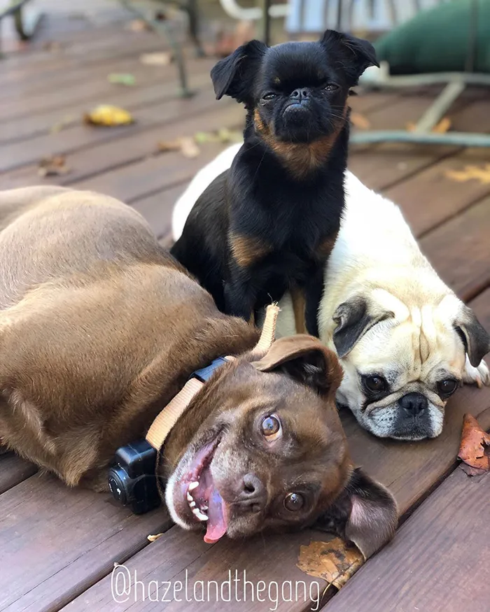 This Dog Has A Permanently Grumpy Face And It Made Him Go Viral (30 Pics)