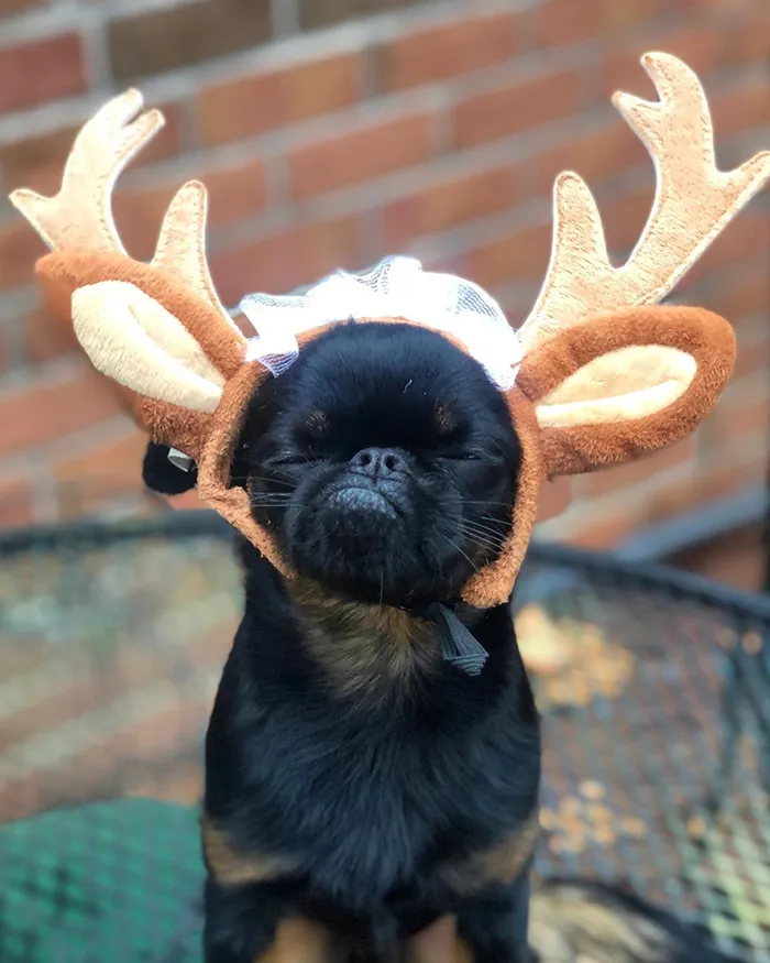 This Dog Has A Permanently Grumpy Face And It Made Him Go Viral (30 Pics)