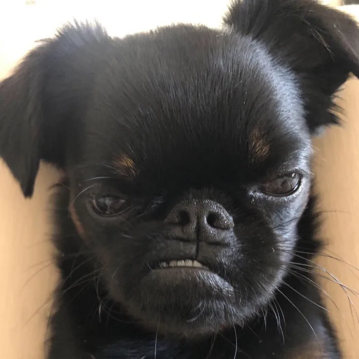 This Dog Has A Permanently Grumpy Face And It Made Him Go Viral (30 Pics)