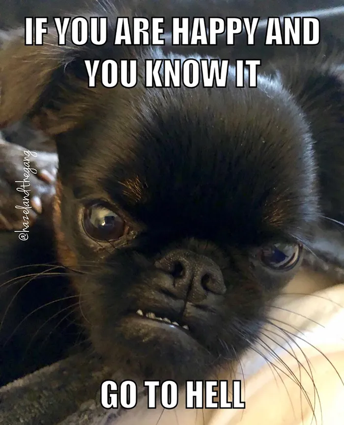 This Dog Has A Permanently Grumpy Face And It Made Him Go Viral (30 Pics)