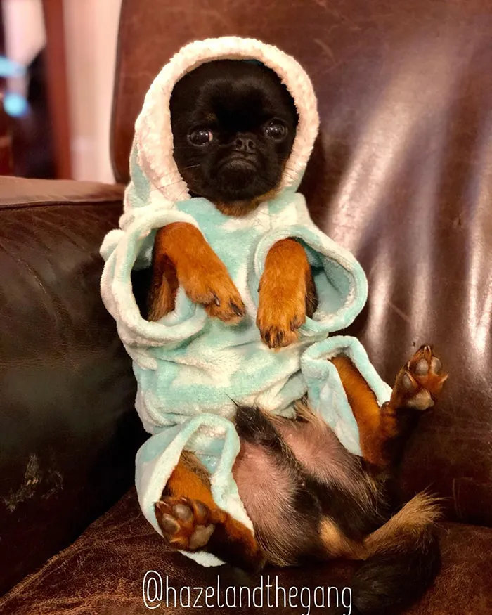This Dog Has A Permanently Grumpy Face And It Made Him Go Viral (30 Pics)