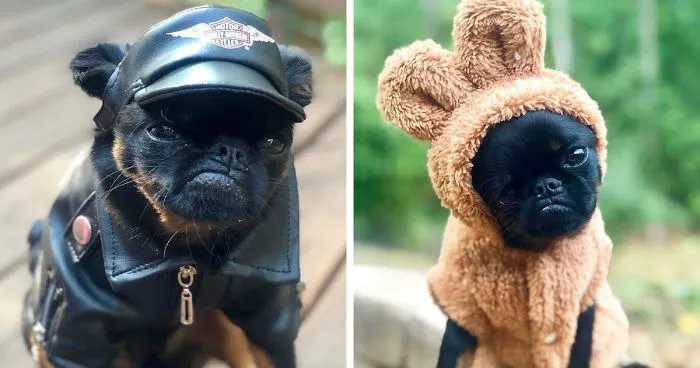 This Dog Has A Permanently Grumpy Face And It Made Him Go Viral (30 Pics)