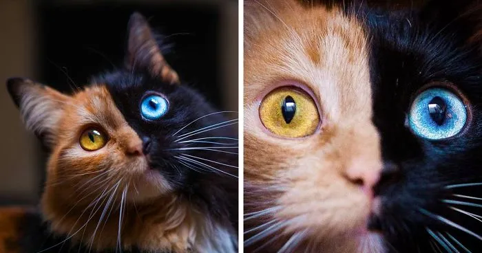 30 Pics Showcase How Unique This Two-Faced Cat Called Quimera Is