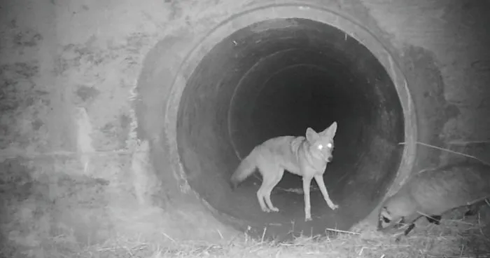 Watch An Impatient Coyote Hurrying His Slow-Moving Badger Friend Up So They Can Check Out A Tunnel Together