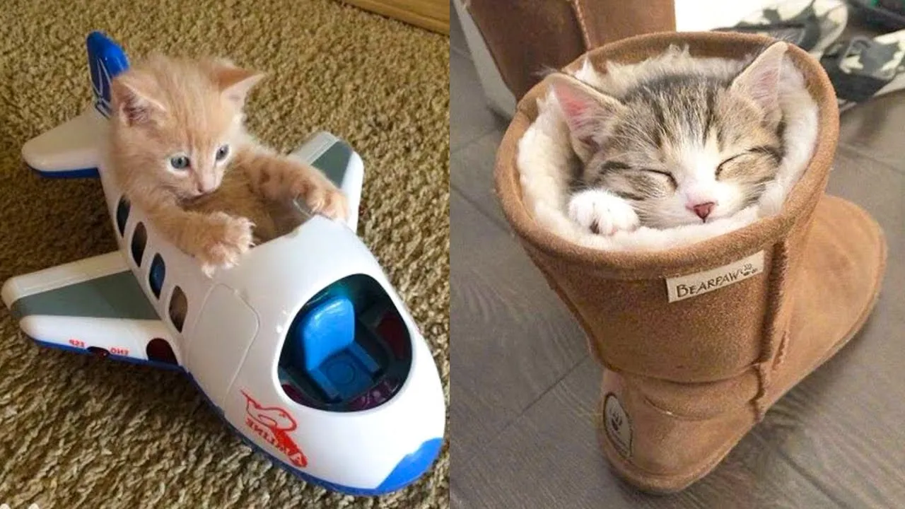 These Cats Are Really Adorable.
