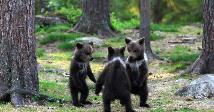 Este profesor se encontró a unos oseznos "danzando" en los bosques fineses, y pensaba que era su imaginación