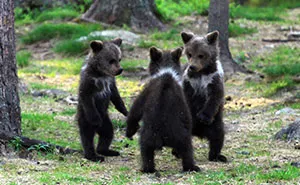 Teacher Stumbles Upon Baby Bears ‘Dancing’ In Finland Forest, Thinks He’s Imagining It