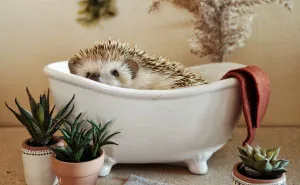 Cinnamon The Hedgehog Is Living Her Best Life, Here’s Her Average Day (17 Pics)