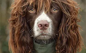 This Cute Dog Has Such Fabulous Hair That It Has Made Him Instagram Famous