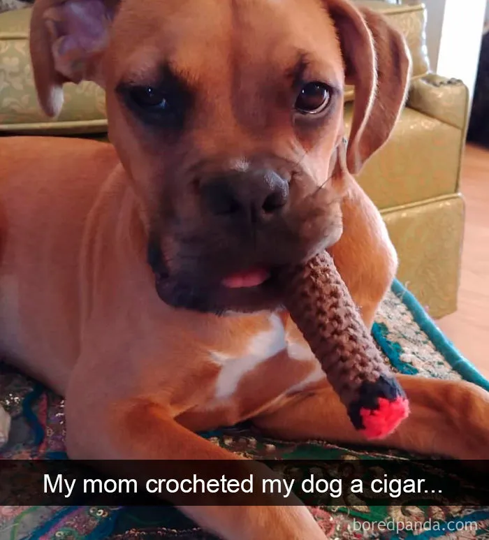 40 Funny And Cute Dog Snapchats That Will Hopefully Make Your Day