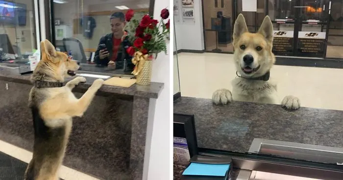 Dog Strolls Into Texan Police Station To ‘Report Himself Missing’
