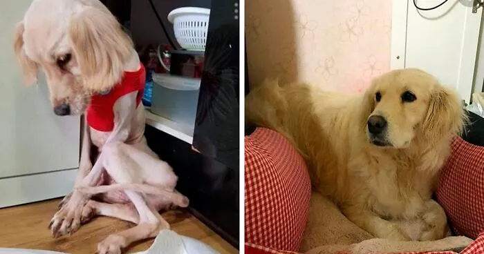 30 Dog Photos Before & After Their Life-Changing Adoption
