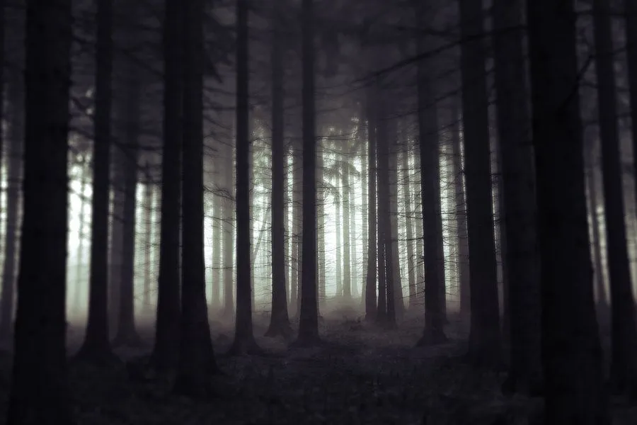 The Last Walk In The Forest