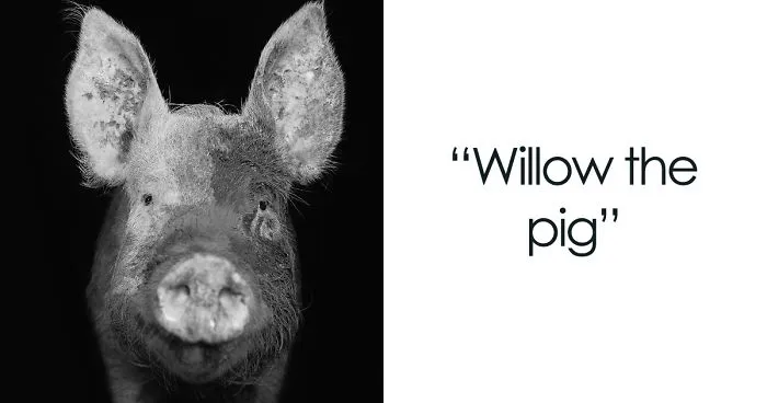 I Became Vegan After Photographing Farm Animals (14 Pics)