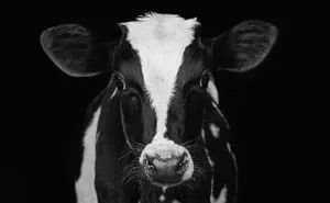 I Became Vegan After Photographing Farm Animals (14 Pics)
