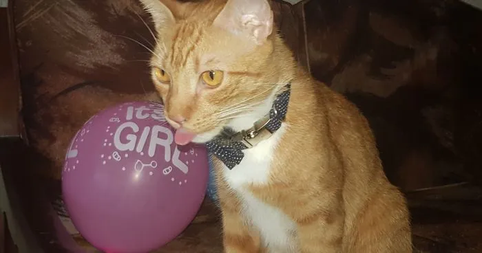 Cat Named Cheeto Dacutecat Hosts Gender Reveal Party For Foster Kittens, And It's Too Cute For Words