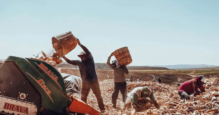 Photographer Documents The Harvest For Straw Cigarettes Production