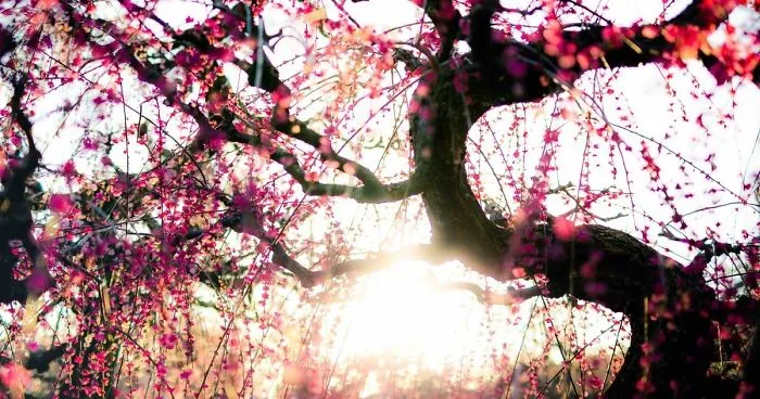 Early Spring In Japan