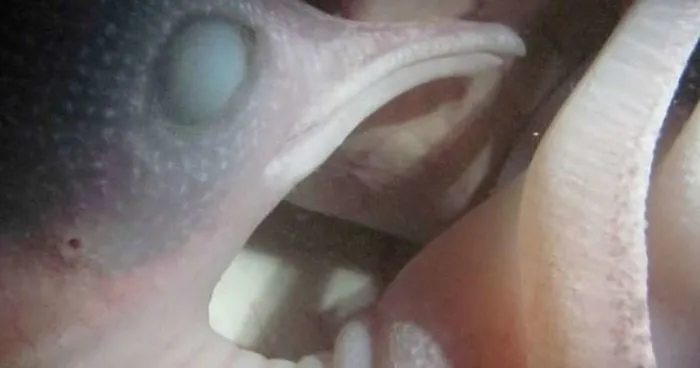 Unbelievable Baby Animals In Womb