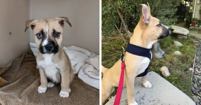 A Saved Puppy Finds A New Lease On Life
