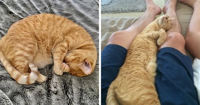 We Took In A Rescued Feral Cat, Now My Wife Takes Photos Of Her Sleeping Every Day