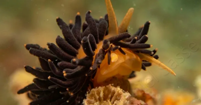 I Photographed The Beautiful Phestilla Melanobrachia Aeolid
