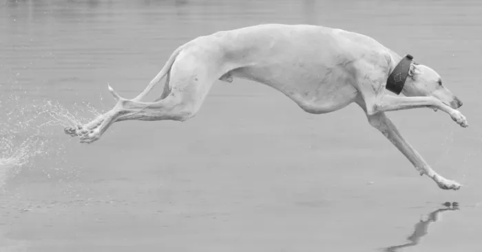 Greyhounds Through My Lens
