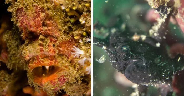 I Spent Hours Scuba Diving And Photographing Frogfish Which Are Really Hard To Find Due To Their Perfect Camouflage