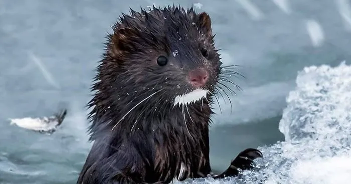 Finnish Photographer Snaps Animals In Their Raw Moments (30 New Pics)