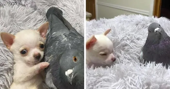 Meet Herman, The Flightless Pigeon And His Best Friend Lundy, The Chihuahua Who Can't Walk