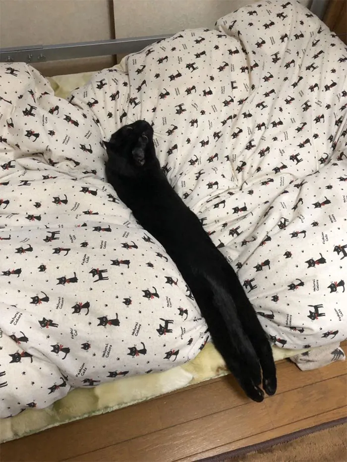 Gato muy largo