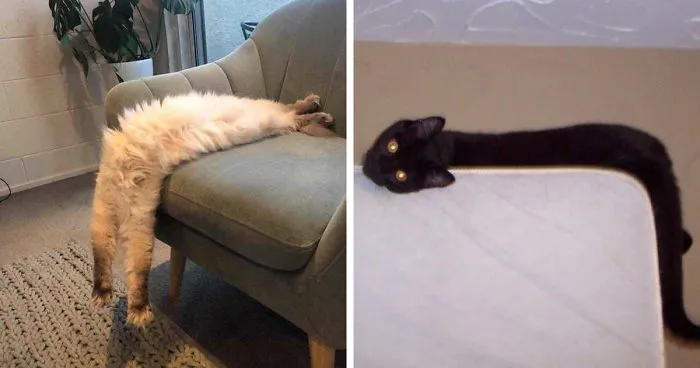 La gente comparte fotos de sus gatos largos, que parecen estirarse hasta el infinito (30 fotos)
