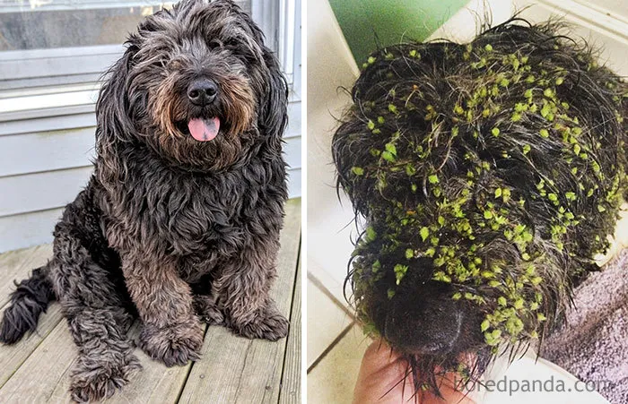 Se metió en un campo de malas hierbas y se le quedaron todas pegadas como velcro. Hubo que bañarlo y cepillarlo durante 2 horas para quitárselas