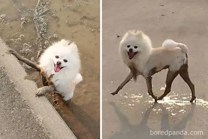 Este perro jugando en el río evoluciona a supermodelo