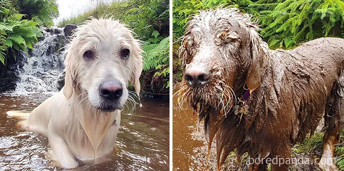 ¿Podéis creer que sea el mismo perro?