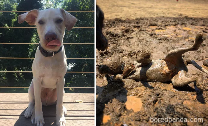 Rare Pupper Having A Hecking Good Time In The Mud